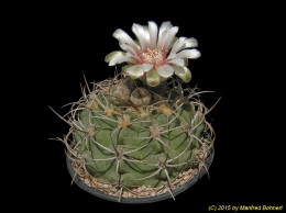 Gymnocalycium nigriareolatum 177